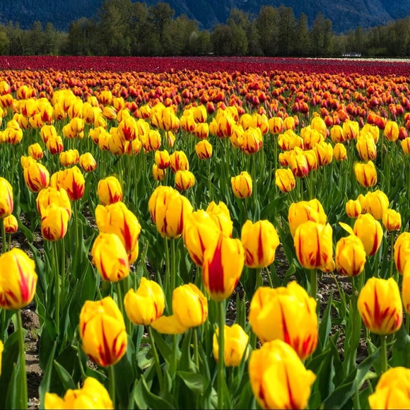 Meet your Posher, Cindy - Picture 1 of 1